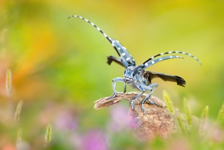 Grasshopper - wings, insect, green, grasshopper, fuyi chen