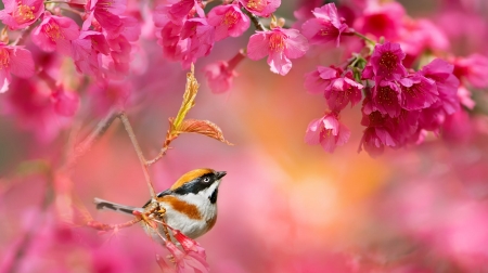 Cherry blossom season - fuyi chen, bird, cherry blossom, sakura, pasare, pink, luminos