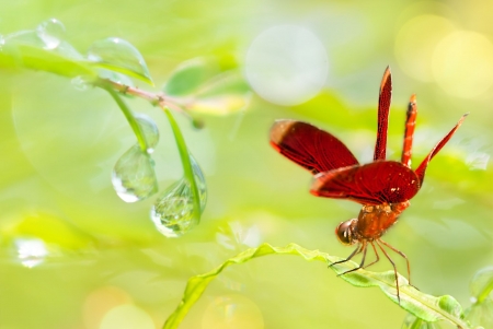 Dragonfly - red, draggonfly, libelula, fuyi chen, insect, green