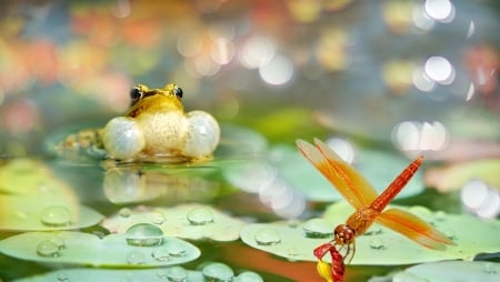 Frog and dragonfly - vara, frog, broasca, water, summer, libelula, fuyi chen, dragonfly, green, insect