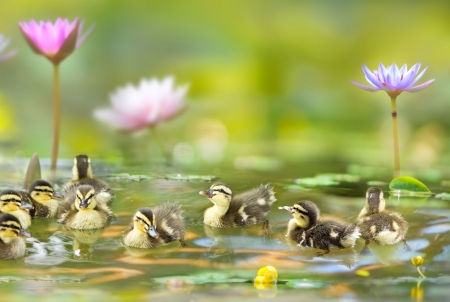 Ducklings - fuyi chen, bird, duck, lotus, water, rate, flower, pink, ducklings, green, pasare, cute, lake