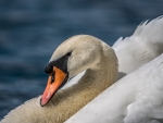 Swan