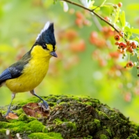 Yellow Tit