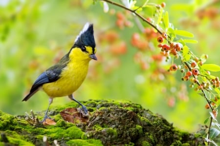 Yellow Tit - red, berry, pasare, bird, fruit, black, yellow tit, green