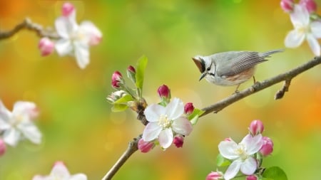 I love apple blossoms - fuyi chen, bird, apple blossom, pasare, spring, flower