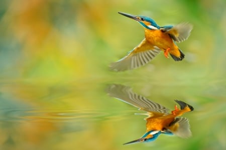 Kingfisher - bird, water, blue, kingfisher, reflection, orange, fuyi chne, green, wings, pasare