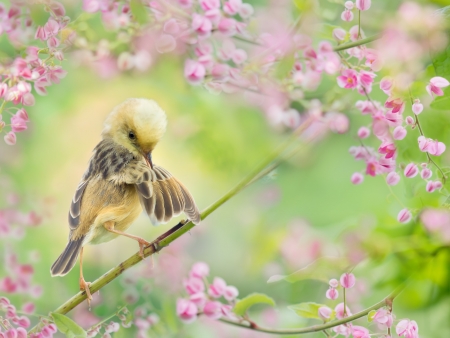 Leisure time - bird, summer, green, pasare, flower, pink, vara, fuyi chne