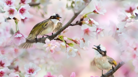 Lovers time - fuyi chen, bird, blossom, overs, spring, pink, white, pasare, couple