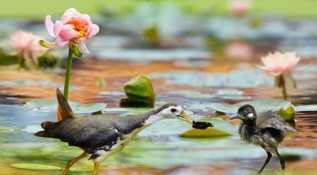 My baby - fuyi chen, bird, lotus, water, pink, baby, pasare, cute, lake