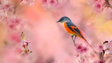 Small Red Chilli - bird, pasare, pink, orange, fuyi chen