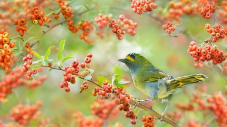 Taiwan liocichla - fuyi chen, bird, liocichla, red, green, berry, fruit, pasare