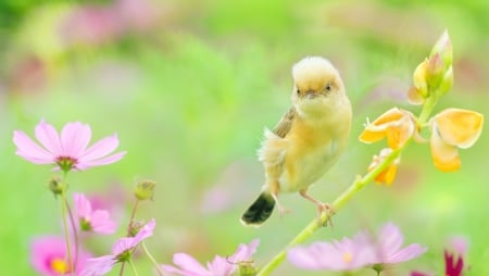 Bird - yeeelow, flower, pasare, bird, pink, fuyi chen, green