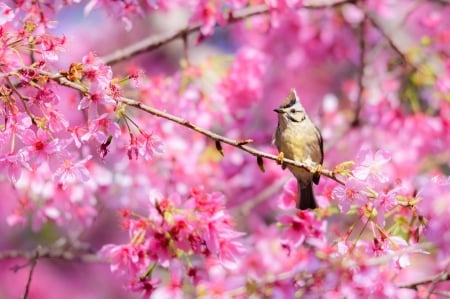 Bird - fuyi chen, bird, cherry blossom, sakura, pasare, flower, pink