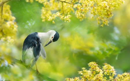 Bird - yellow, summer, pasare, fuyi chen, bird, flower