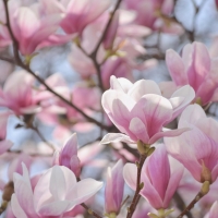 Magnolias