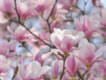 Magnolias