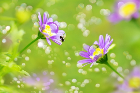 Daisies - bokeh, vara, pink, green, summer, swan river daisy, flower, fuyi chen