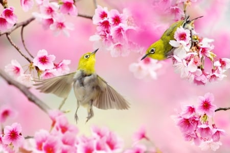 Birds - fuyi chen, bird, blossom, pasare, spring, couple, flower, pink