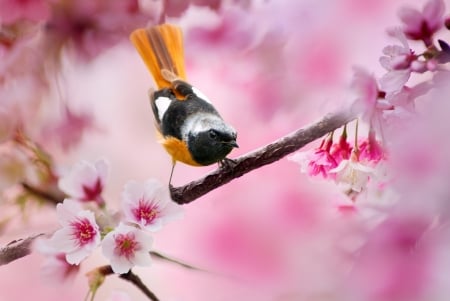 Bird - fuyi chen, bird, cute, pasare, spring, flower, pink