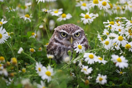 Owl - pasare, bird, cute, field, owl, bufnita, daisy