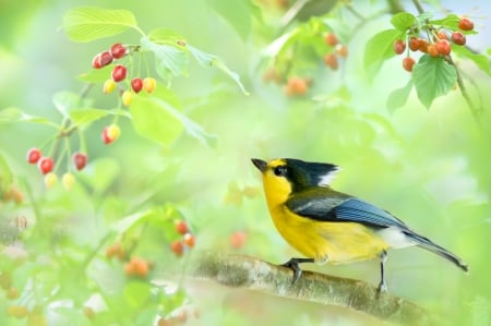 Yellow Tit - red, berry, tit, pasare, bird, fruit, yellow, fuyi chen