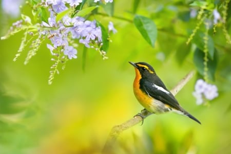 Bird - flower, pasare, bird, fuyi chen, green