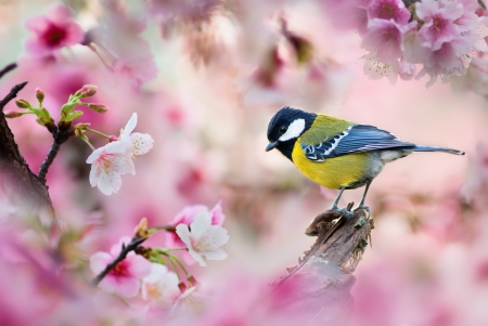 Blue Tit - pink, blue tit, blossom, pasare, spring, bird, fuyi chen