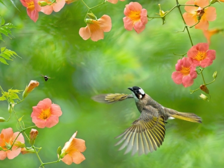 Bird - vara, wings, summer, fuyi chen, bird, pink, insect, green, flower