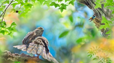 Birds - fuyi chen, bird, cute, pasare, couple