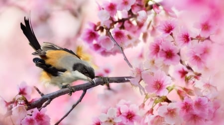 Bird - fuyi chen, bird, blossom, pasare, spring, flower, pink