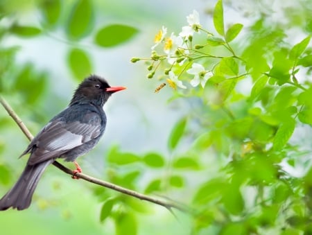 Bird - flower, pasare, bird, fuyi chen, green