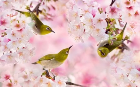 Birds - pink, green, blossom, pasare, spring, bird, fuyi chen