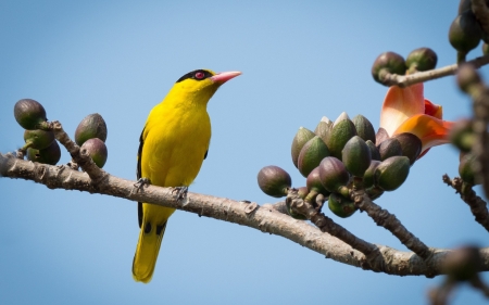 Chinese Black-headed Oriole - bird, chinese black-headed oriole, yellow, pasare, spring, flower