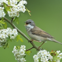 Grey Warbler