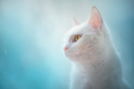 Cat - white, animal, pisica, blue, cat