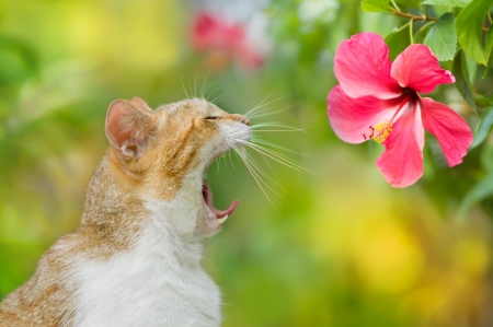 Cat yawn - fuyi chen, animal, pisica, hibiscus, flower, cat