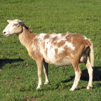 Katahdin Hair Sheep