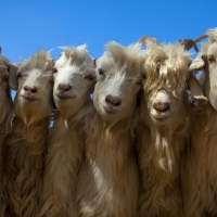 Goats in the Opal Village Market