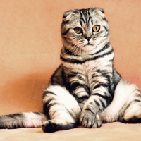 British Cat