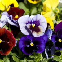 Multicolored  Pansies