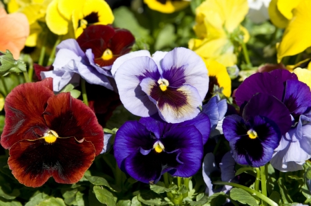 Multicolored  Pansies - flowers, nature, yellow, blue, red, pansies