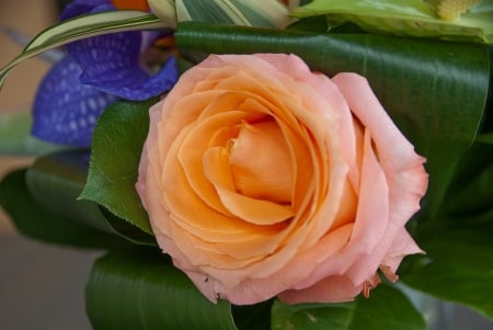 Orange Rosebush - bloom, flowers, nature, rose, orange, petals