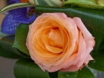 Orange Rosebush