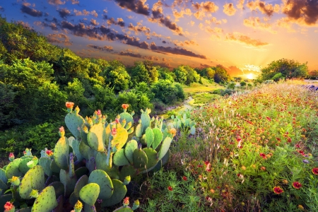 Flowering cactus - rays, cactus, sky, indian, texas, flowering, sunset, blanket, glow, flowers, sunrise, wildflowers