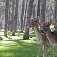 Antlers Deer