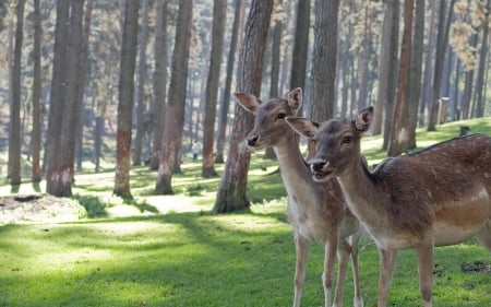 Antlers Deer - forest, nature, animals, deer