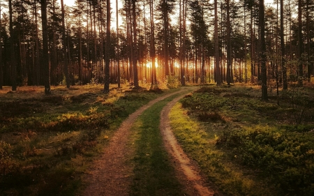 Road to Sunset - Latvia, sunset, nature, road, forest