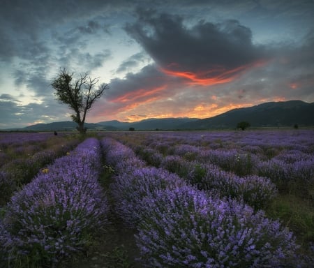 Lavender at Sunset - flowers, trees, sunset, nature, lavender, field, mountains, sky