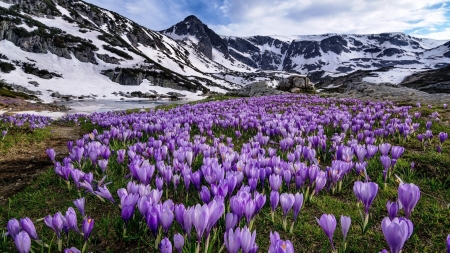 Crocuses on the Slopes of the Mountains - nature, crocuses, slope, snow, mountains, flowers, bulgaria, spring