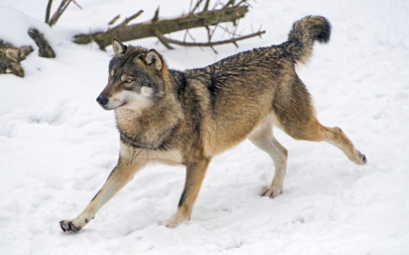 Wolf - snow, winter, animals, wolf